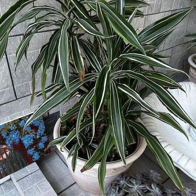 live plants