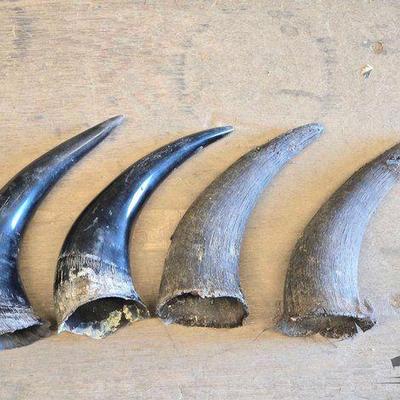 #3014 • (4) Buffalo Horns
