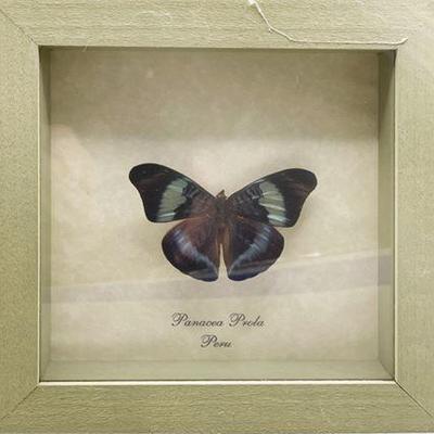 Panacea Prola, Peru, Shadow Box Framed Butterfly