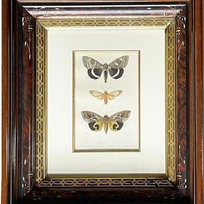 D'Orbigny's 1849 Universal Natural History Hand Colored Print, Butterflies