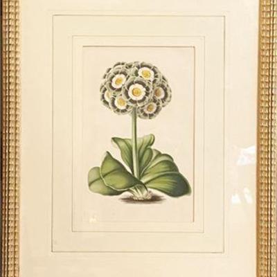 1850 Van Houtte Chromolithograph Flores des Serres et des Jardins