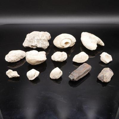 Lot Of 13 Assorted Fossilis & Petrified Wood