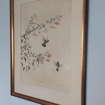 George Miksch Sutton Hummingbird