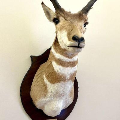 Pronghorn antelope shoulder taxidermy mount 