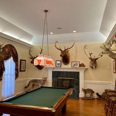 View of room with taxidermy collection (bobcat is not for sale) 