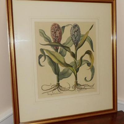 Selection of Botanical Prints