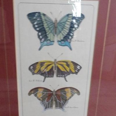 Moths and Butterflies