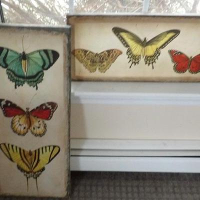 Print Displays - Butterflies and Moths