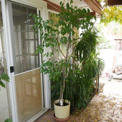 6.75' Weeping Fig Tree