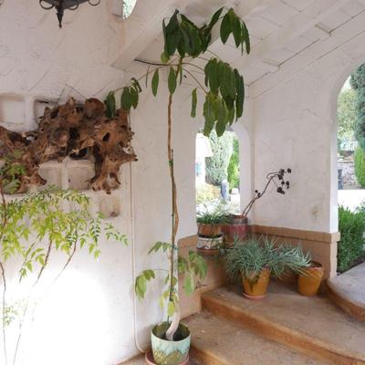 Tall 9.5' Umbrella Tree