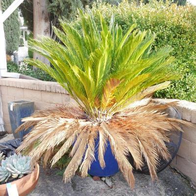 Large Sago Palm Tree in Blue Ceramic Planter
