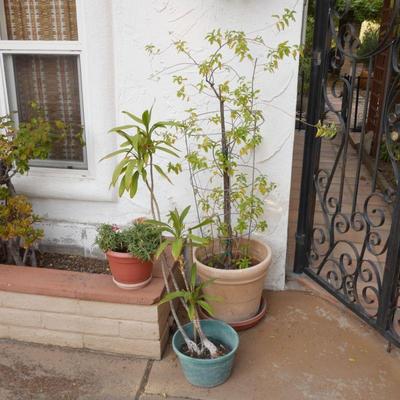 Lot of 3 Plants