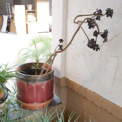 Black RoseAeonium Succulent in Large Terracotta Planter