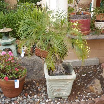 Pygmy Date Palm in Painted Cast Concrete Planter