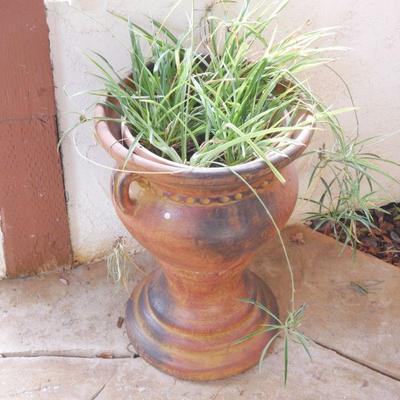 Terracotta Urn Planter w/Spider Plant