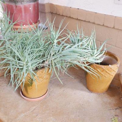 Large Aloe Plant & 2 Glazed Terracotta Planters 