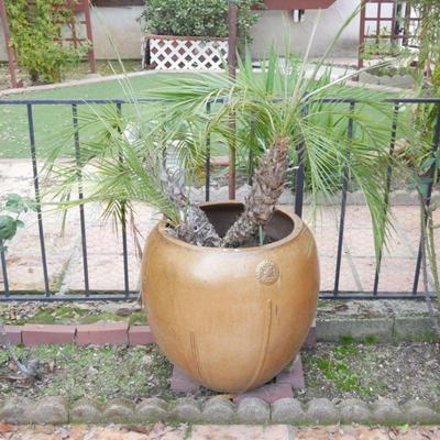 Pygmy Date Palm in Large Brown Terracotta Planter