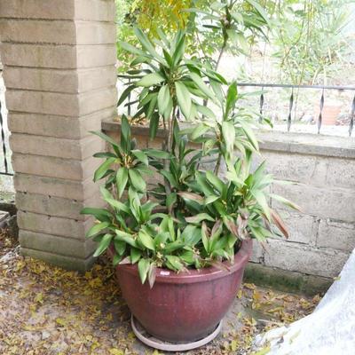 Large Dracaena Shrub in Dark Red Terracotta Planter