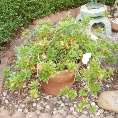 Flowering Rhododendron Shrub in Terracotta Planter