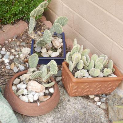 Lot of 3 Bunny Ear Cactus in Planters