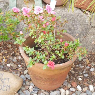 Flowering Azalea Shrub in Terracotta Planter