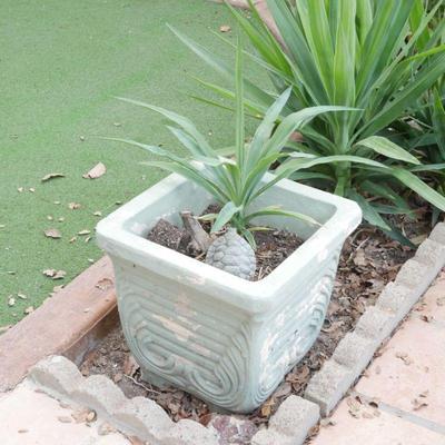 Yucca Shrub in Cast Concrete Planter w/Turtle