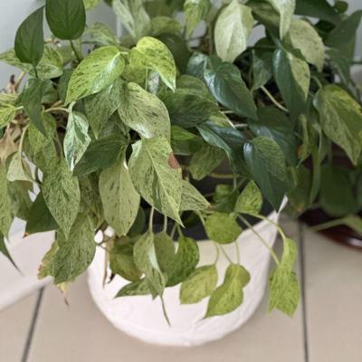 live plant