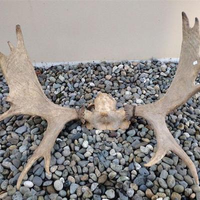 MOOSE ANTLERS
