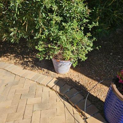 Potted plant