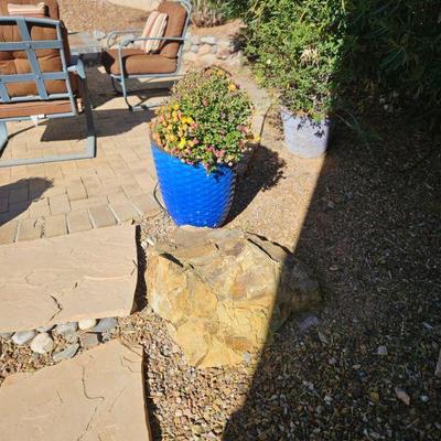 Potted plant