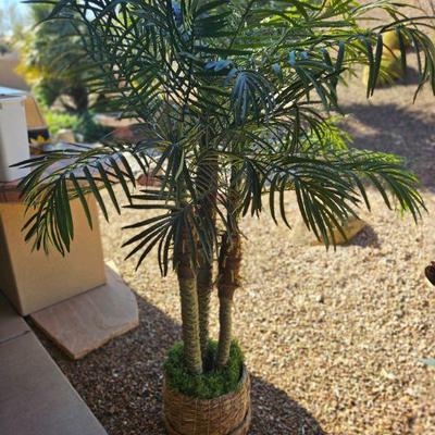 Potted plant