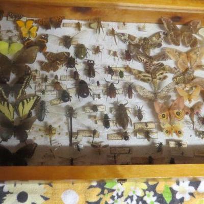 Entomology Collections