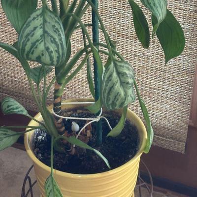 live plant