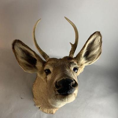 Lot 162 | Taxidermy White Tailed Deer Head Mount
