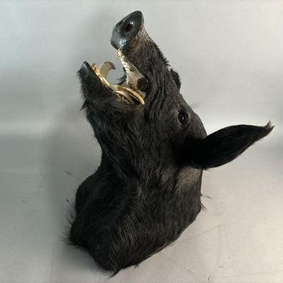 Lot 164 | Taxidermy Wild Boar Head

