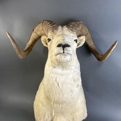 Lot 158 | Taxidermy Alaskan Dall Sheep
