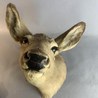 Lot 167 | Taxidermy White Tailed Deer Head Mount
