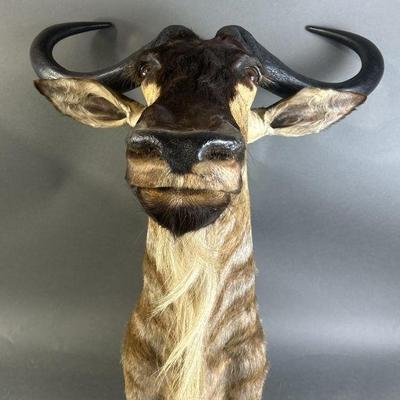 Lot 161 | Taxidermy White Bearded Wildebeest
