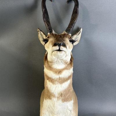 Lot 165 | Taxidermy Mexican Pronghorn
