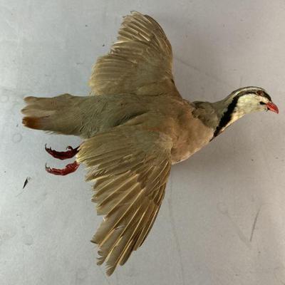 Lot 175 | Taxidermy Chukar Bird
