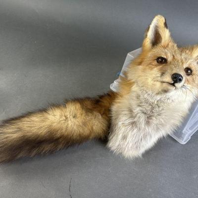Lot 163 | Taxidermy Fox Head & Tail
