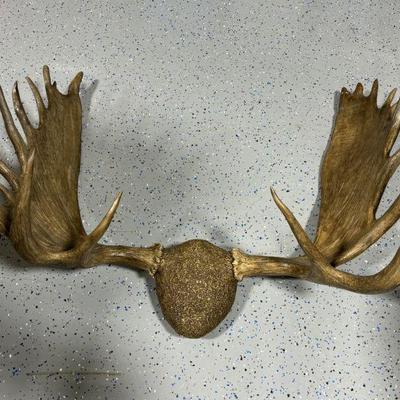 Lot 170 | Moose Antlers
