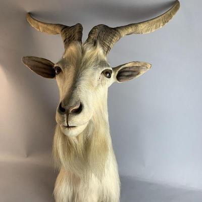 Lot 157 | Girgentana Goat Taxidermy Mount
