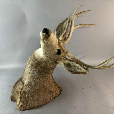 Lot 166 | Taxidermy White Head Deer Head
