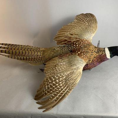 Lot 159 | Ring Necked Pheasant Taxidermy Bird
