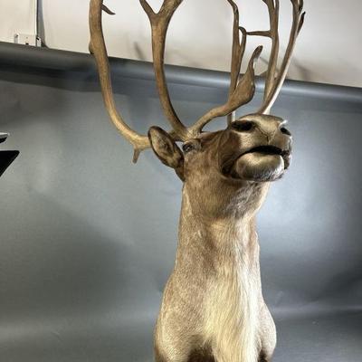 Sale Photo Thumbnail #167: Lot 156 | Taxidermy Caribou Head
