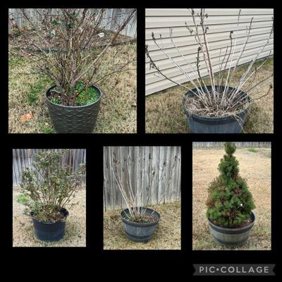 5 Live Outdoor Plants With Planters