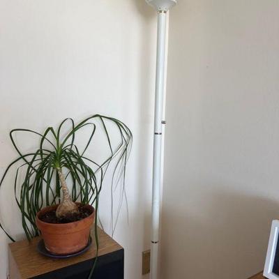 Plant