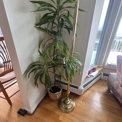 Plants
