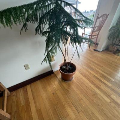 Plant
